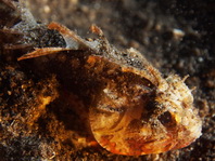 Whiteface Waspfish - <em>Richardsonichthys leucogaster </em>- Richardsons Stirnflosser