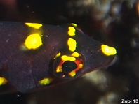 Juvenile Blackbelt Hogfish (Mesothorax Hogfish) - Bodianus mesothorax - Schwarzkeil Schweinslippfisch, Jungtier