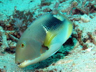 Anchor Tuskfish (Wrasse) - Choerodon anchorago - Anker-Zahnlippfisch