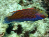 Solor Wrasse (initial phase) - Cirrhilabrus solorensis - Solor Zwerglippfisch (Anfangsphase) 