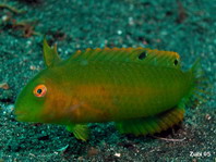 Juvenile Whitepatch Razorfish - Iniistius aneitensis - Weissfleck-Schermesserfisch Jungtier 