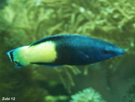 Bicolor Cleaner Wrasse - Labroides bicolor - Zweifarben-Putzerfisch