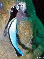 Blackspot Cleaner Wrasse - Labroides pectoralis - Brustfleck-Putzerfisch