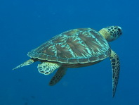 Loggerhead turtle - Caretta caretta - Unechte Karettschildkröte
