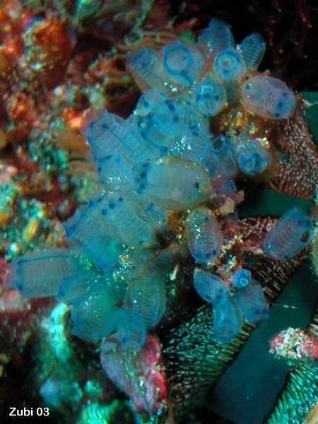 sea squirt (Clavelina moluccensis) - Molukken Seescheiden