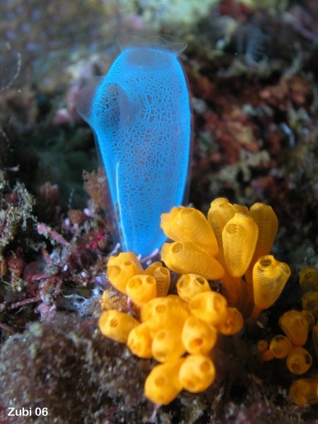 blue sea squirt - blaue Seescheide