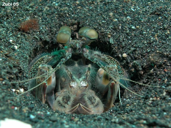 Mantis shrimp - Fangheuschreckenkrebs
