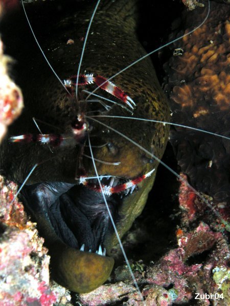 Cleaner shrimp - Scherengarnele (Stenopus hispidus)