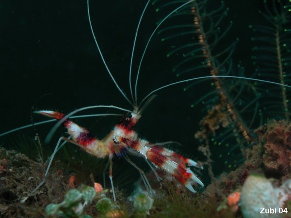Cleaner shrimp - Scherengarnele (Stenopus hispidus)