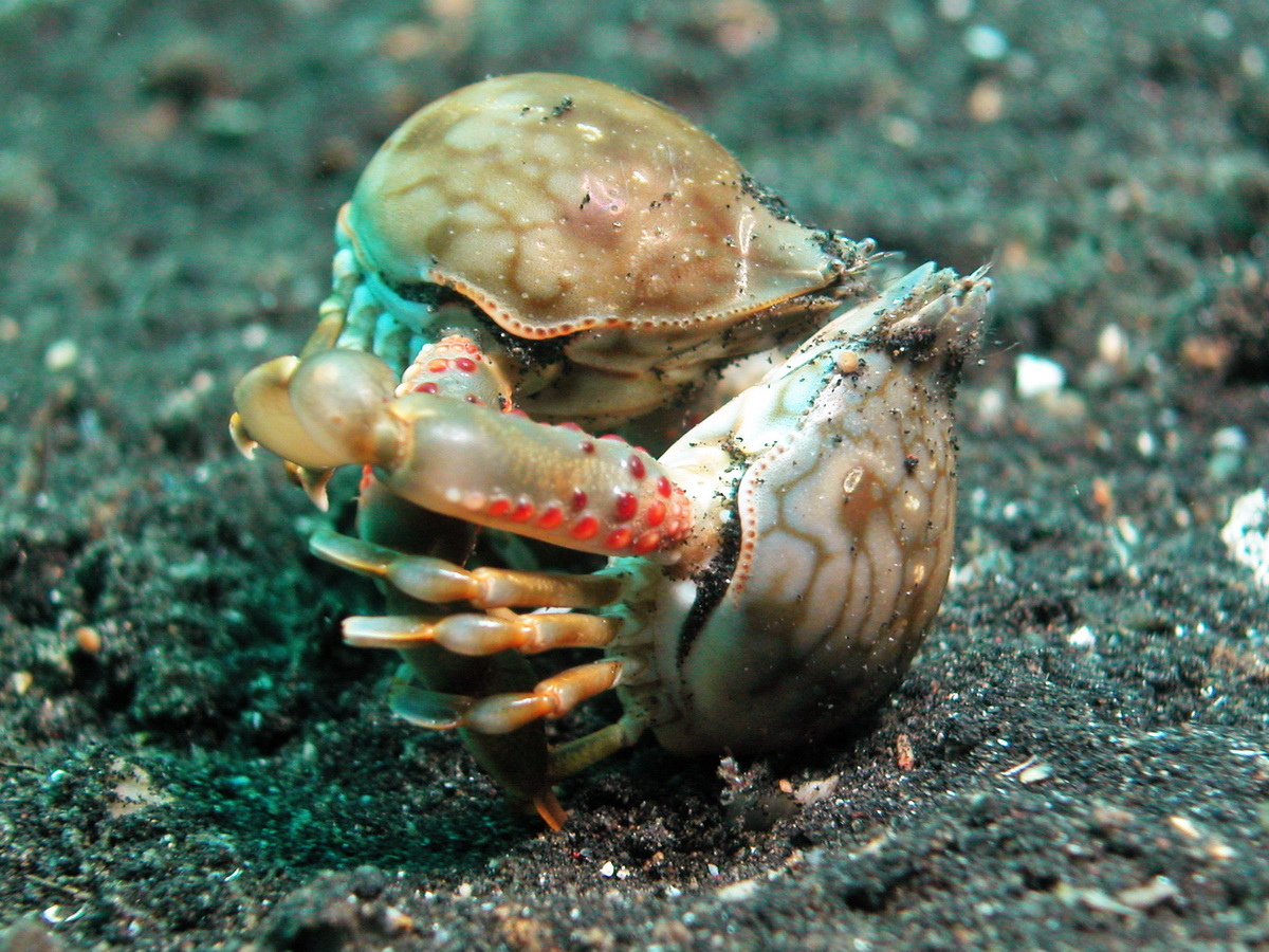 True Crabs (Brachyura) like Sponge Crabs - Box Crabs - Coral Crabs - Pebble crabs - Urchin Crabs - Frog Crabs - Elbow Crabs - Dorippids - Swimmer Crabs - Grapsid Shore Crabs - False Spider Crabs - Echte Krabben wie Schwammkrabben - Schamkrabben - Korallenkrabben - Rundkrabben - Kugelkrabben - Seeigelkrabben - Spannerkrabben - Ellbogenkrabben - Dorippide - Schwimmkrabben - Felsenkrabben - Falsche Spinnenkrabben. Species on this page: Arcania, Aulacolambrus, Banareia, Calappa, Cathyra, Ceratocarcinus, Charybdis, Cryptopodia, Daldorfia, Dorippe, Dromia, Echinoecus, Grapsus, Harrovia, Lambrachaeus, Leucosia, Lissocarcinus, Lophozozymus, Lupocyclus, Lybia, Macrophthalmus, Parthenope, Percnon, Pilumnus, Plagusia, Podophthalmus, Portunus, Pseudoliomera, Quadrella, Ranina, Raninoides, Rhinolambrus, Tetralia, Trapezia, Trigonoplax, Zebrida, Zosimus 