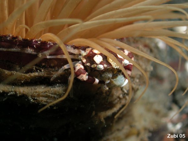 Tube anemone - Zylinderrose