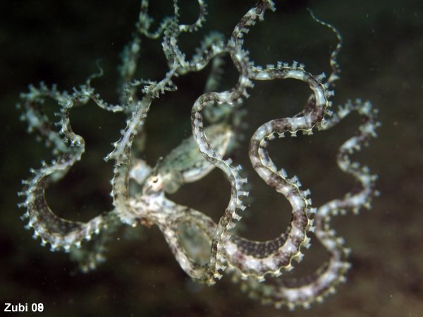Mimic Octopus - Mimik-Oktopus: Jellyfish - Qualle