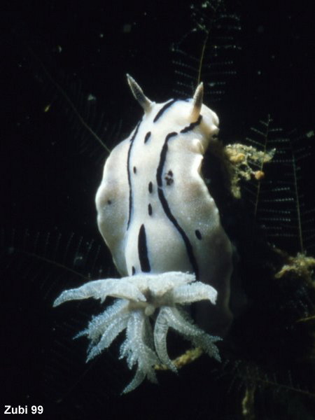 nudibranch (Chromodoris willani) - Nacktschnecke