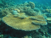 Hyacinth Table Coral - Acropora hyacinthus - Hyazinthen-Tischkoralle