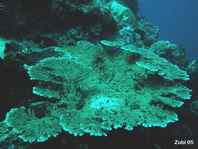 Stony Corals - Steinkorallen
