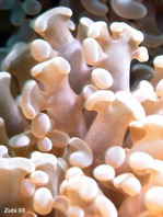 Hammer Coral (Bubblecorals) - Hammerkoralle (Bukettkoralle)