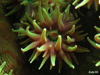Cup Coral - Kelchkoralle