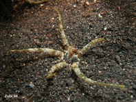 Snake Sea Anemone - Actinostephanus haeckeli - Haeckels Sandanemone (Schlangenanemone)