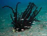 Snake Sea Anemone - Actinostephanus haeckeli - Haeckels Sandanemone (Schlangenanemone)