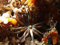Sea Anemones - Actiniaria - Seeanemonen