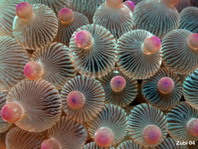 Bulb-tentacle Sea Anemone - <em>Entacmaea quadricolor</em> - Blasenanemone