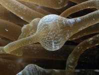 Bulb-entacle sea anemone - <em>Entacmaea quadricolor</em> - Blasenanemone
