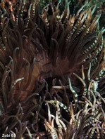 Heteractis aurora Sea Anemones - Actiniaria - Seeanemonen