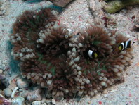 Hawaii Sea Anemone - Heteractis malu - Hawaii-Anemone