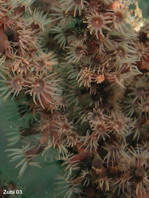 Zoanthids (Zoantharians) - Zoanthidea - Krustenanemonen