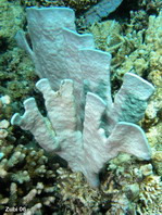 Blue Coral - Heliopora coerulea - Blaue Koralle