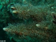 Briareum Soft Coral - Briareum - Krustenkoralle