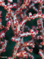 Gorgonian Coral - Flecht-Gorgonie