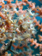 Gorgonian Coral - Flecht-Gorgonie