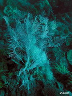 Hydroid Gorgonian Coral - Plumigorgia hydroides - Hydroid-Gorgonie