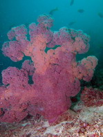 Soft Coral - Weichkoralle