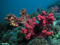 Soft Corals (Alcyonacea) - Weich- und Lederkorallen 