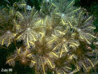 Soft Coral - Röhrenkoralle