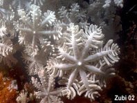 Soft Coral - Röhrenkoralle