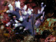 Lace Corals - Stylasteridae - Filigrankorallen