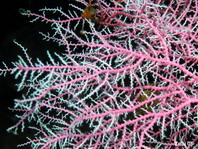 Lace Corals - Stylasteridae - Filigrankorallen