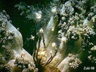 Athecate Hydroids - Anthoathecatae