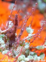 Athecate Hydroids - Anthoathecatae