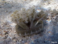 Jellyfishes - Scyphozoa - Schirm- oder Scheibenquallen