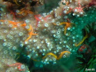 Tubular stage of Jellyfish (Nausithoe punctata) on Sponge