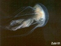 Mauve Stinger or Sea Nettle - Pelagia noctiluca - Leuchtqualle 