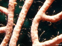 Caprellide sp2 - Winzige Widderkrebschen, die auf Muricella Korallen leben, wahrscheinlich das Futter der Zwerg Seepferdchen