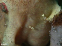 Copepods - Copepoda - Ruderfusskrebschen