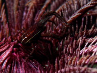 Elegant Squat Lobster - Allogalathea elegans - Eleganter Federstern-Springkrebs