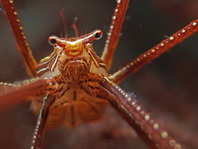 Spider Squat Lobster - Chirostylus dolichopus - Springkrabbe