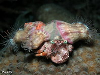 Anemone on Hermit Crab - Calliactis polypus (and Dardanus pedunculatus) - Anemonen auf Einsiedlerkrebs
